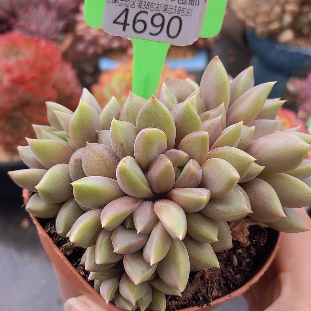 4690红象牙多肉植物