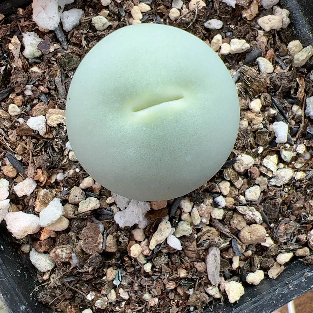 【闪购商品】160 鸽子蛋2.6cm