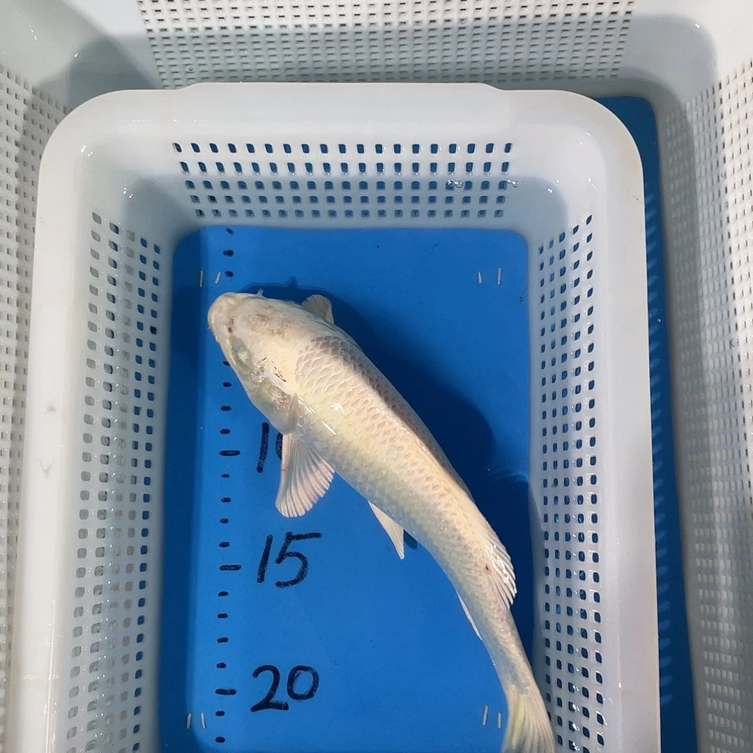 锦鲤锦鲤包邮包售后