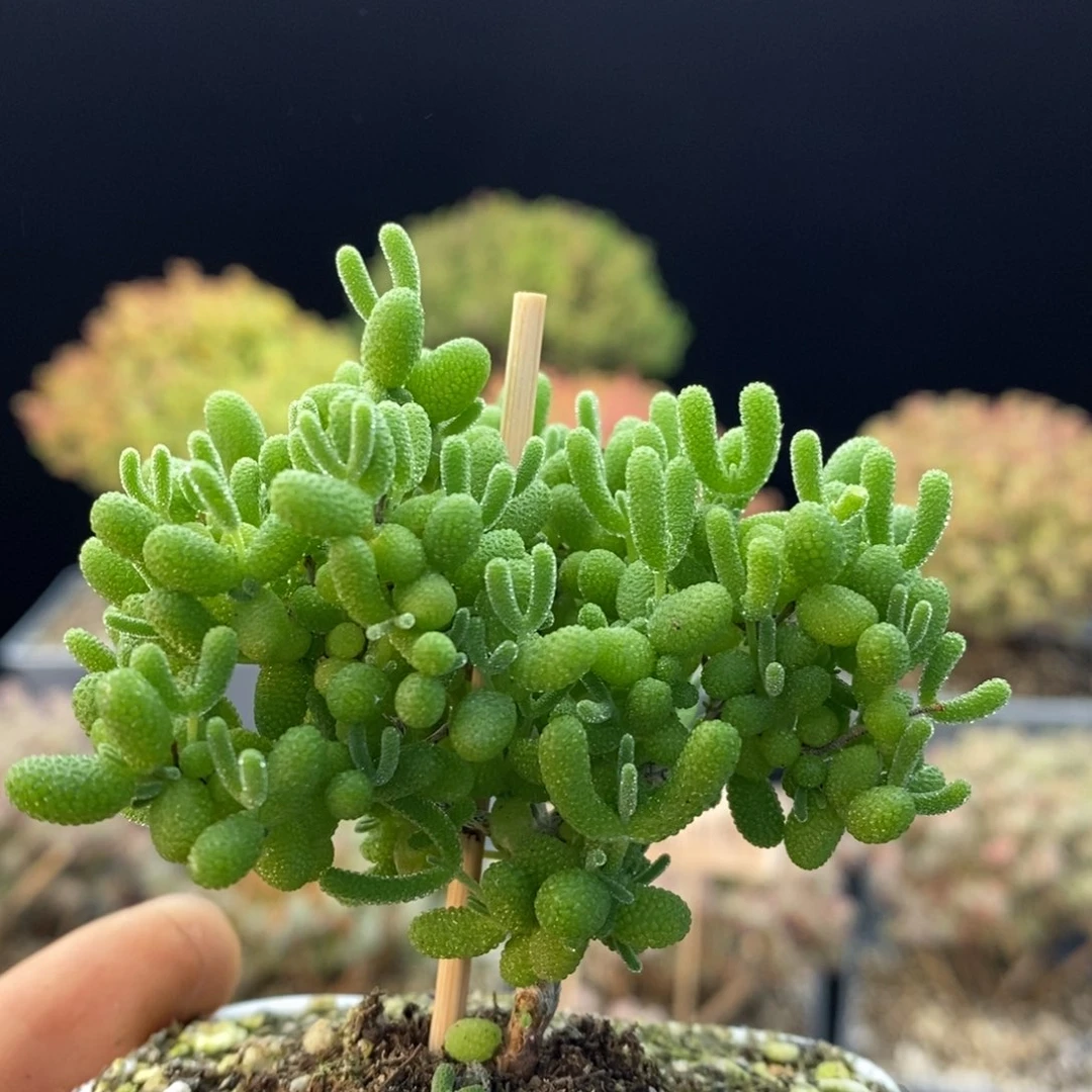 796蜜橘糖球，7厘米盆