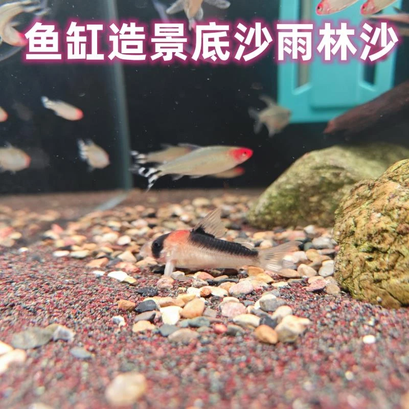 24*热带雨林沙鱼缸底砂南美雷龙造景青红沙棕黑鼠沙埃及彩慈鲷迷