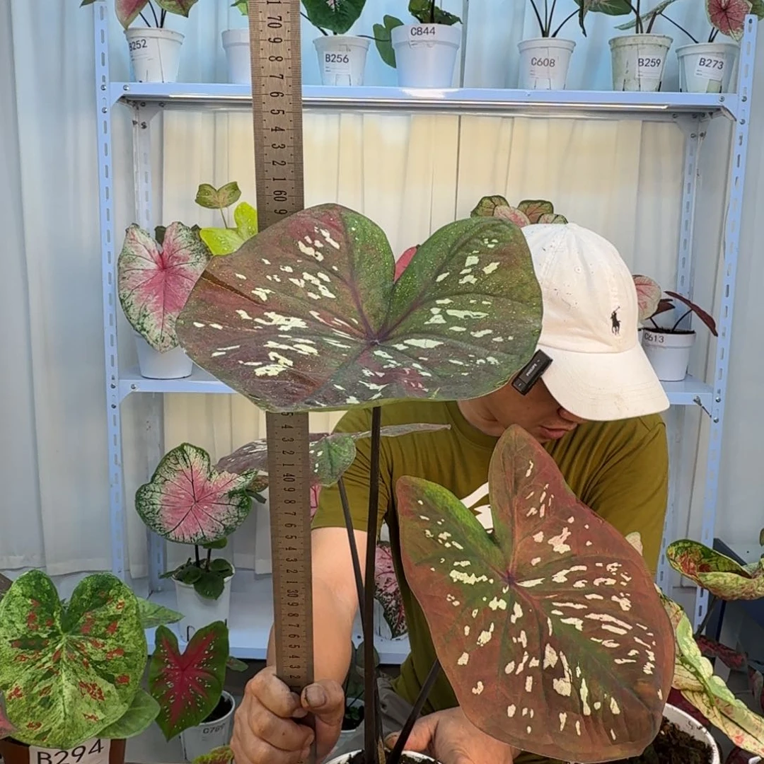 无花朵粉斑    C508