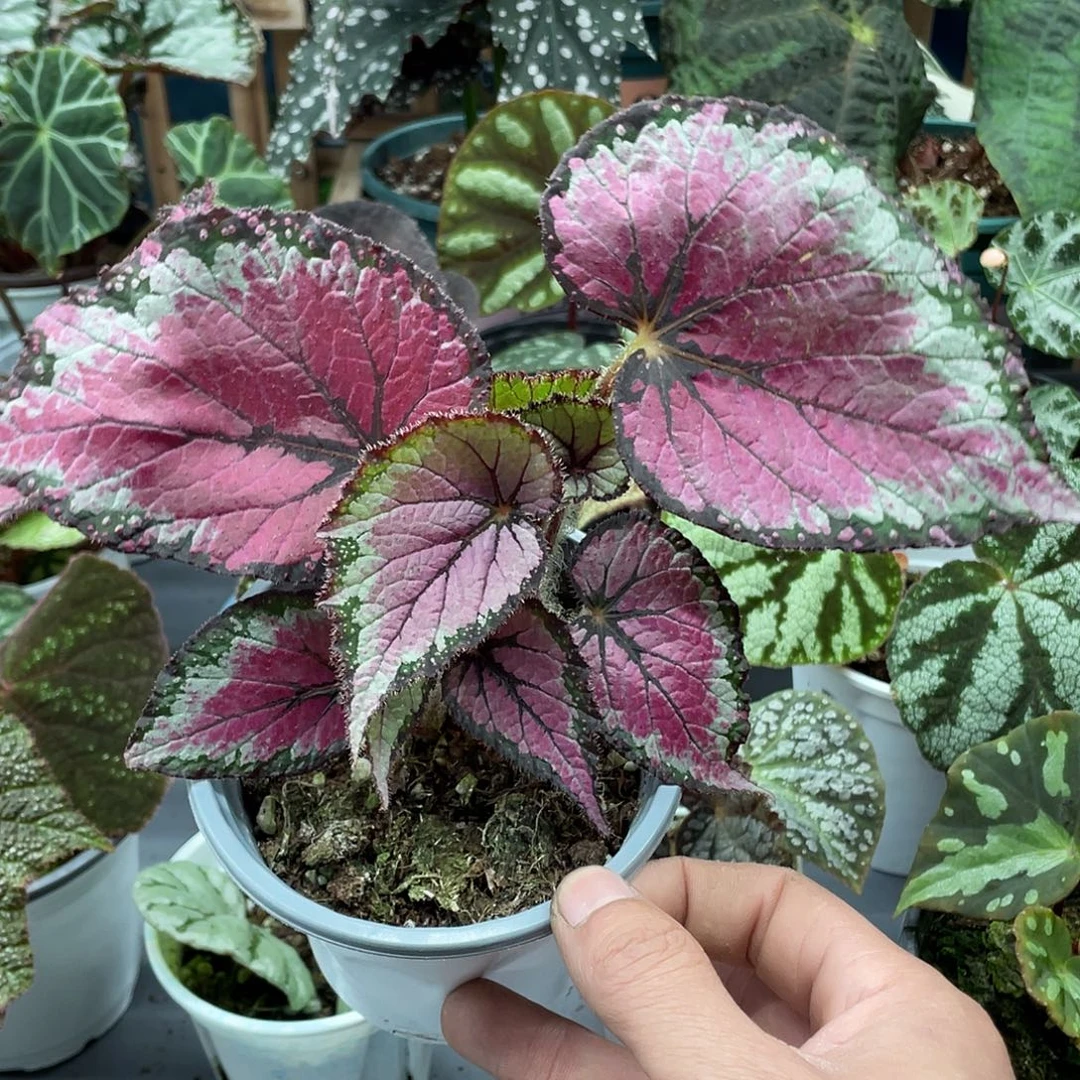 完全开放杂菜秋海棠1