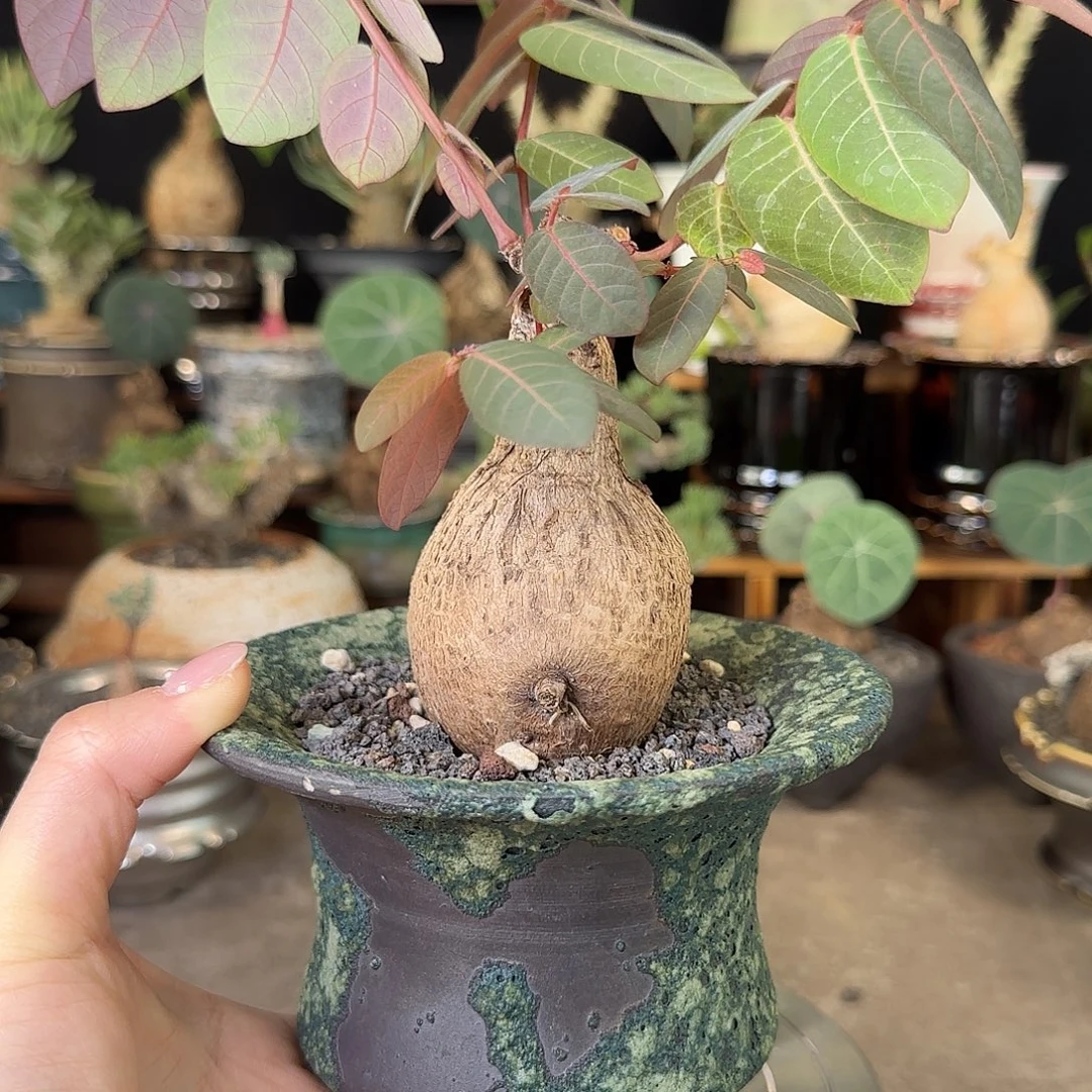 一物一拍奇异油柑12