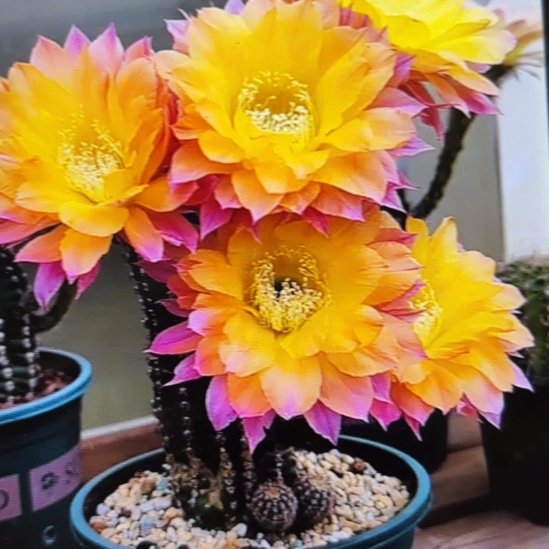 激流彩侧牙20包邮18