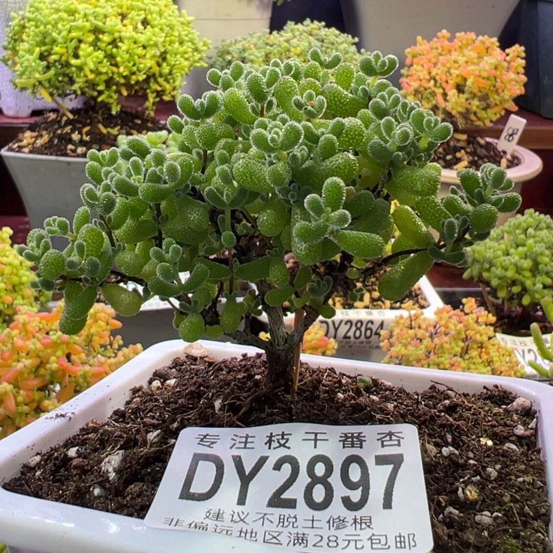 2897翡翠一物一拍