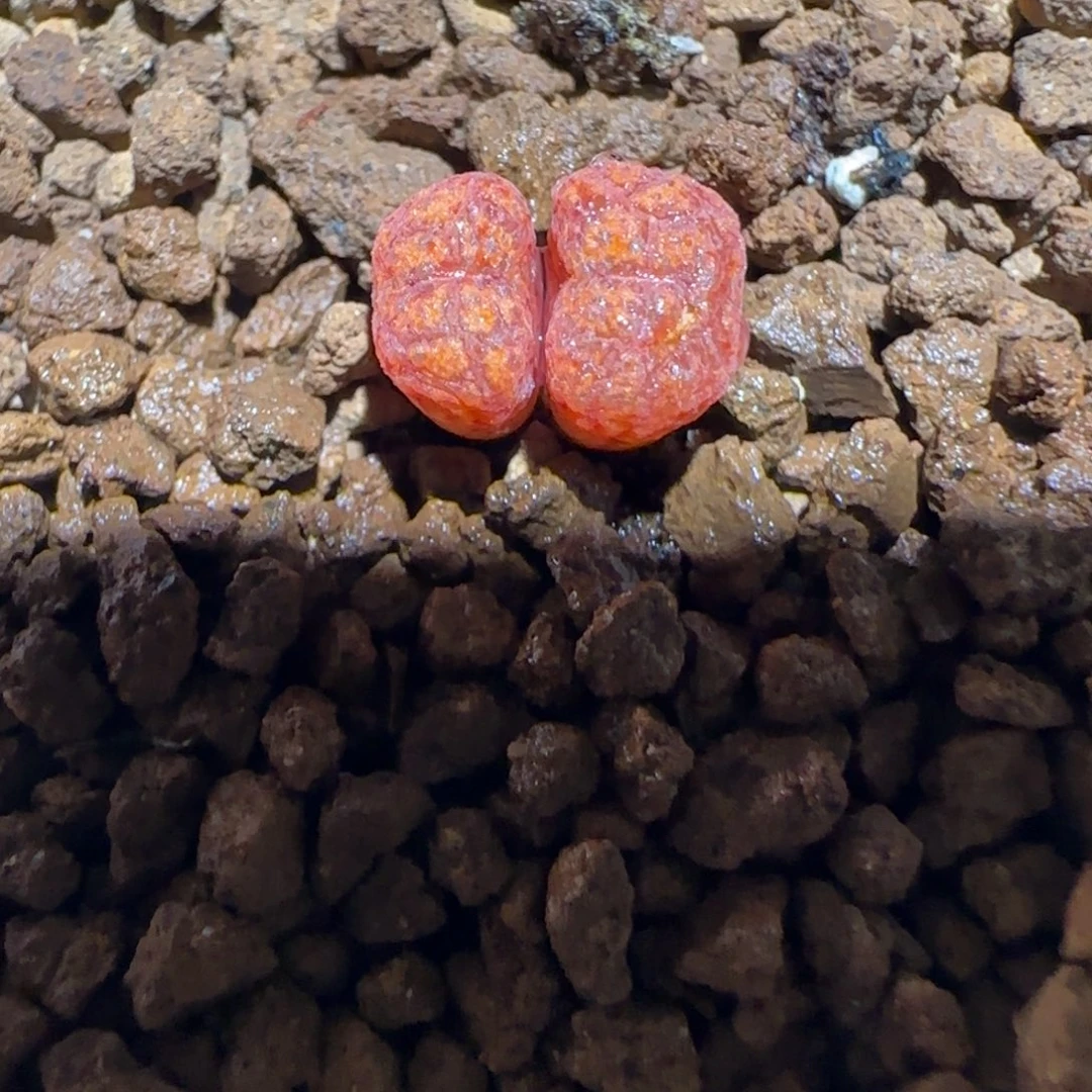 肉锥多肉植物组合-绒面红勋章1739有疤