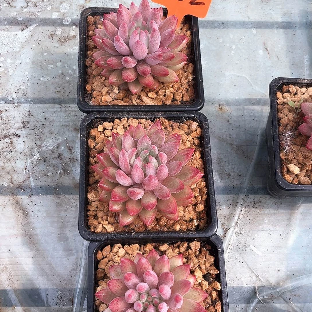 三个虞美人002号码牌照架