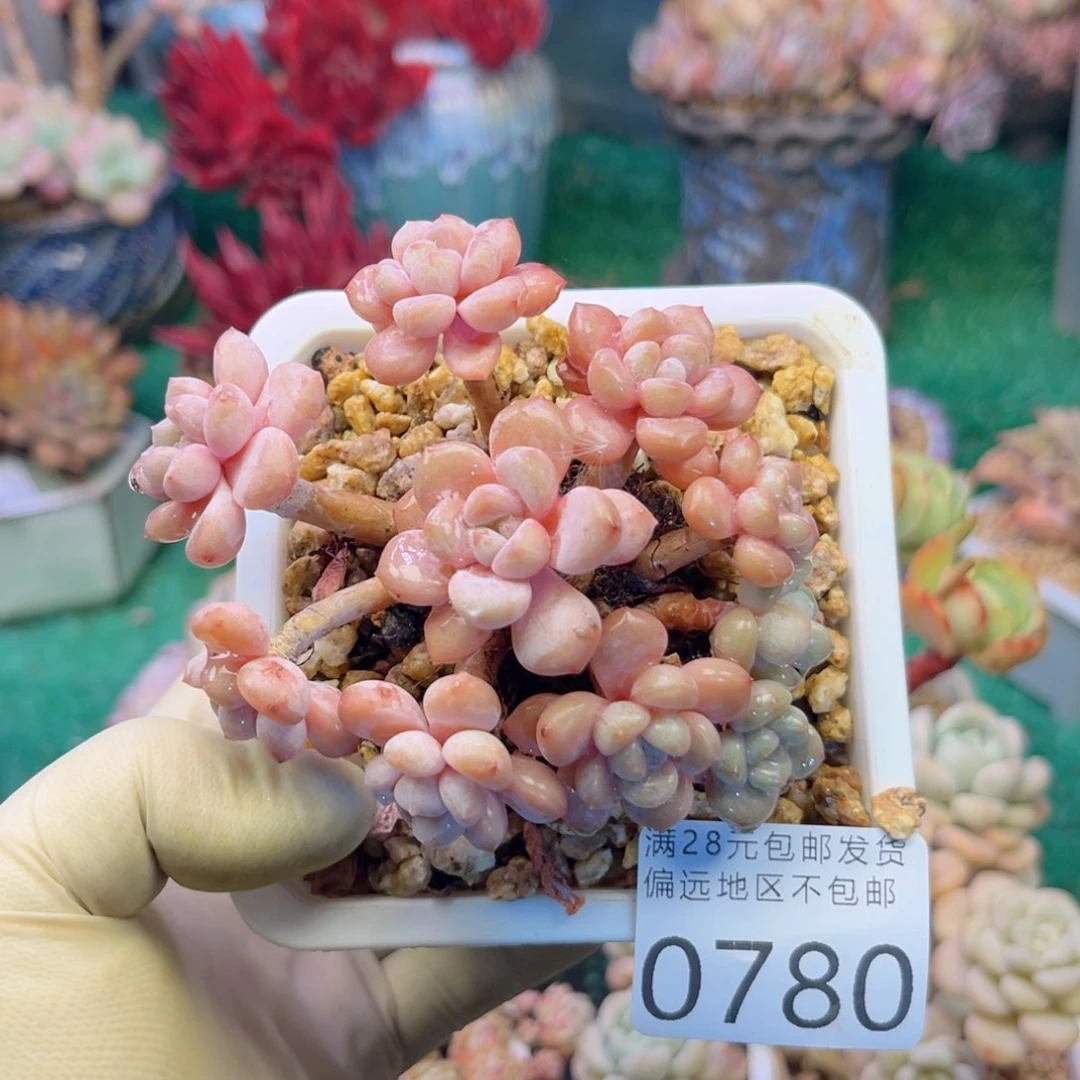 大0780，vs h xv xv v b