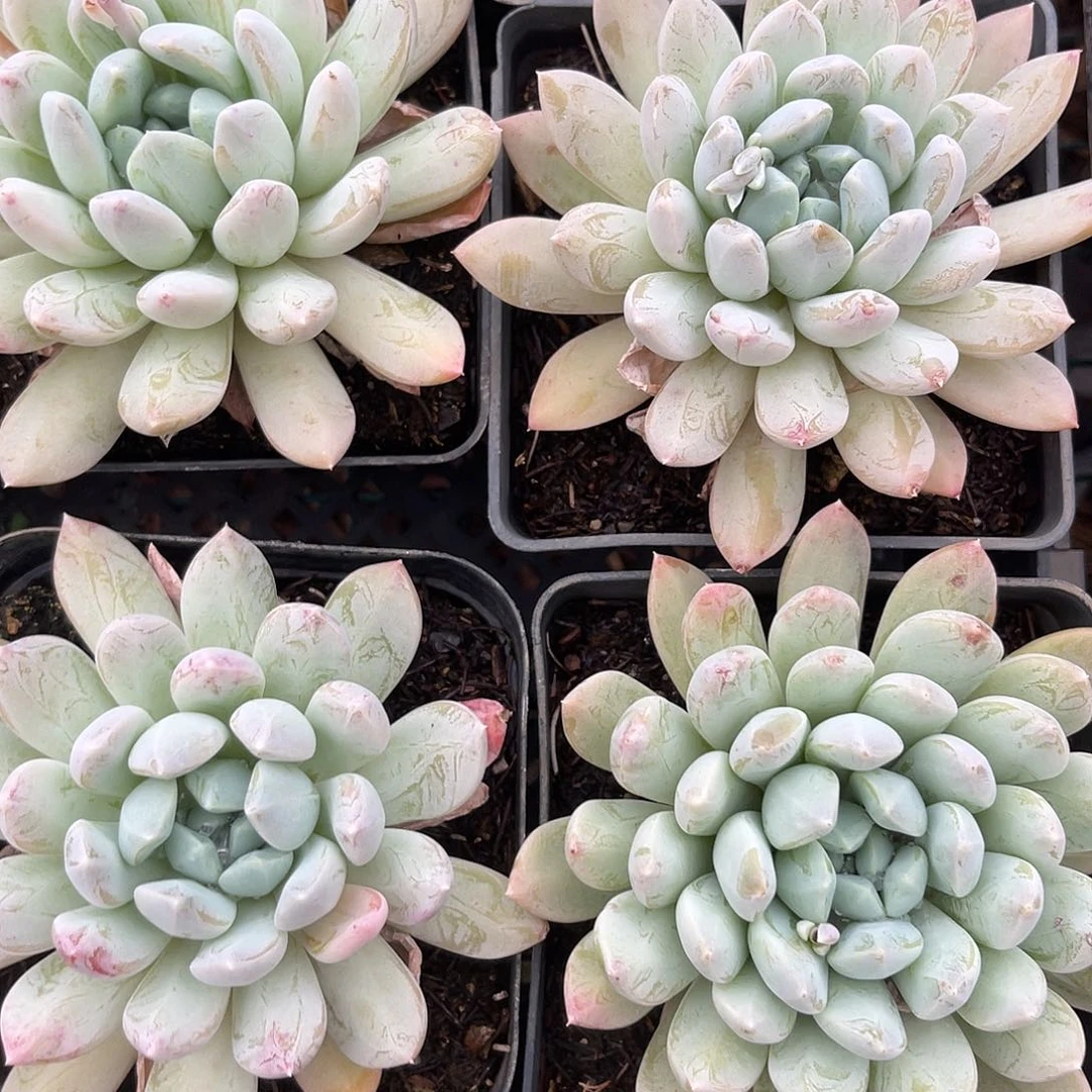 春烟。  量拍。 满18包邮