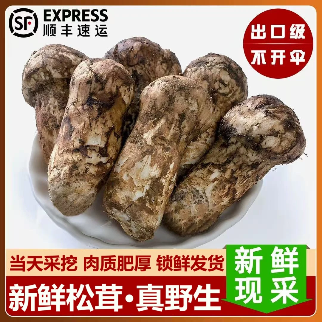 2斤装云南新鲜采摘野生松茸出口级未开伞野生菌食用菌菇冷链包邮