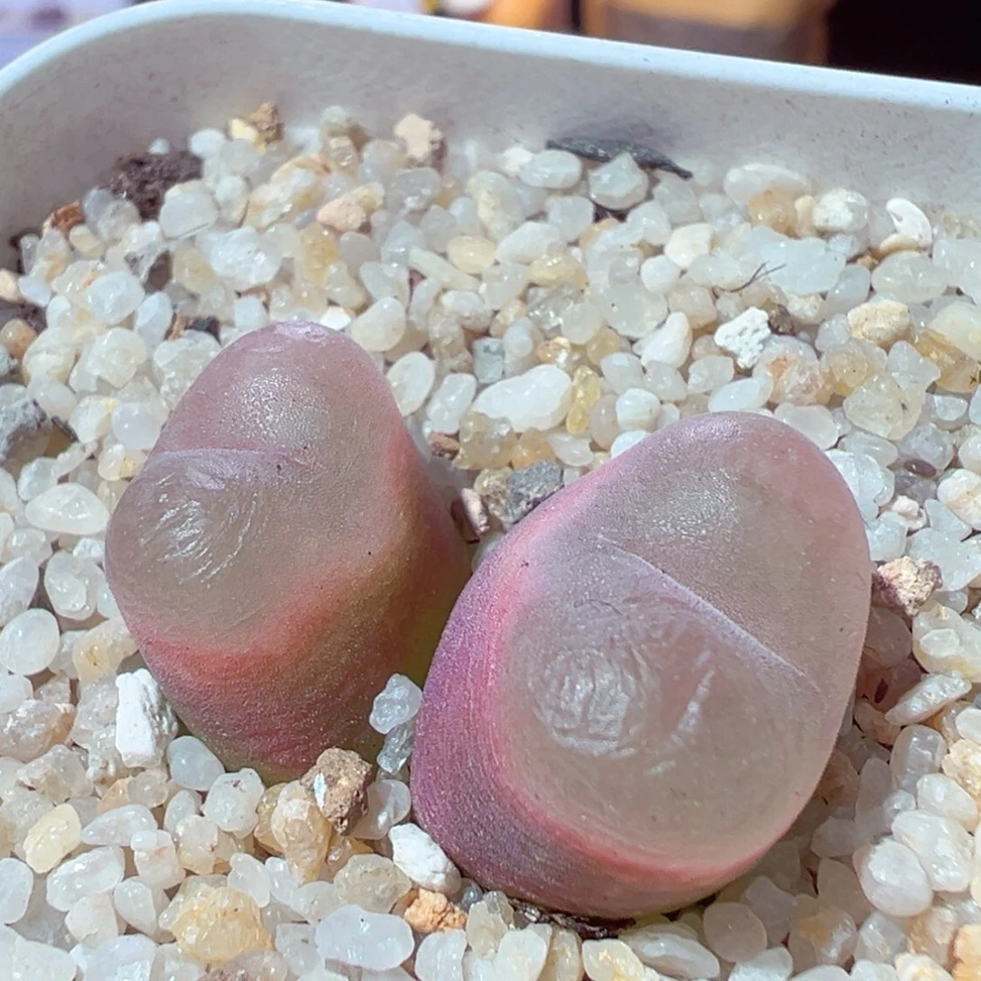 1228-237多肉多日透窗