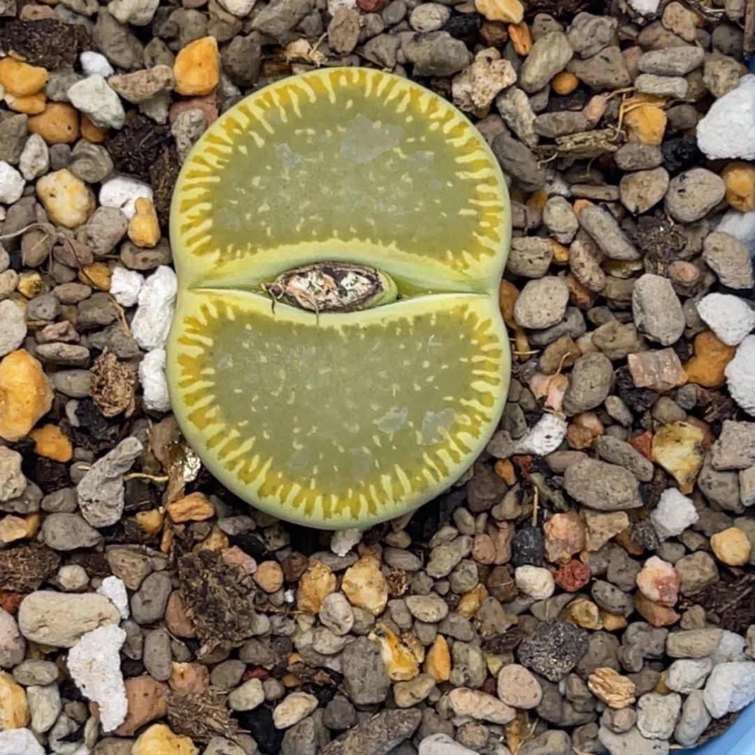 4346绿光阳1尺寸3.6