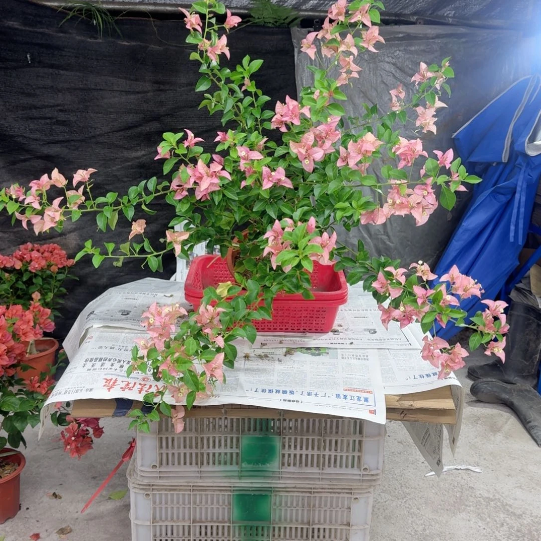 心***心无花朵三角梅不会哈哈哈哈哈哈