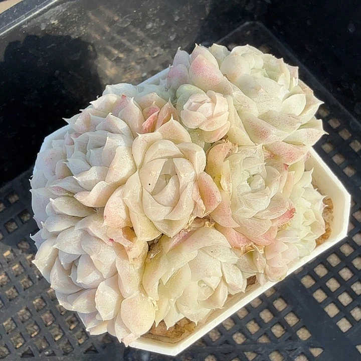 0120-82 女王自然群