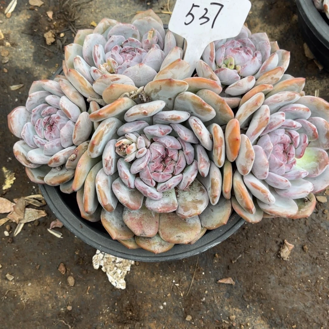 老阿姨花卉一物一拍537