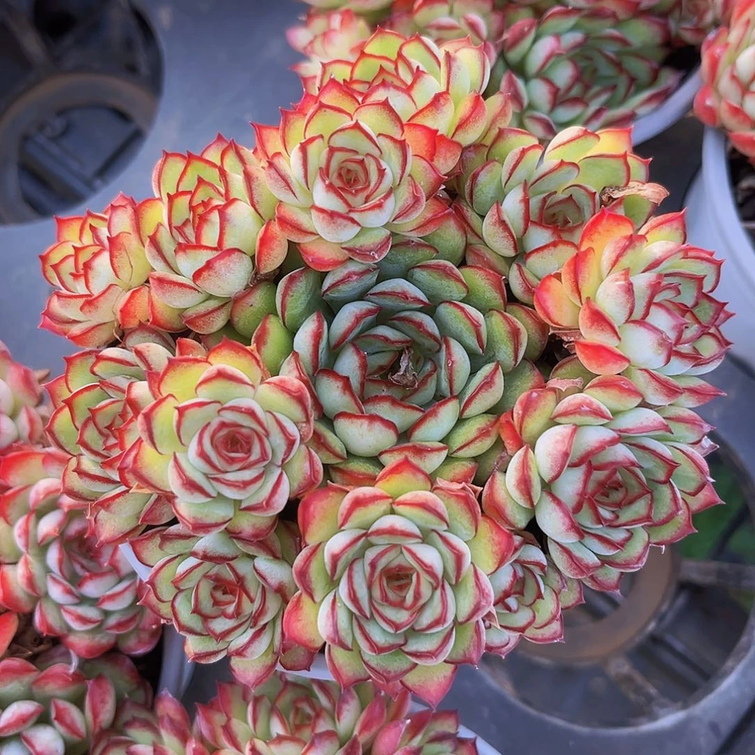 梦幻玫瑰10公分99998889