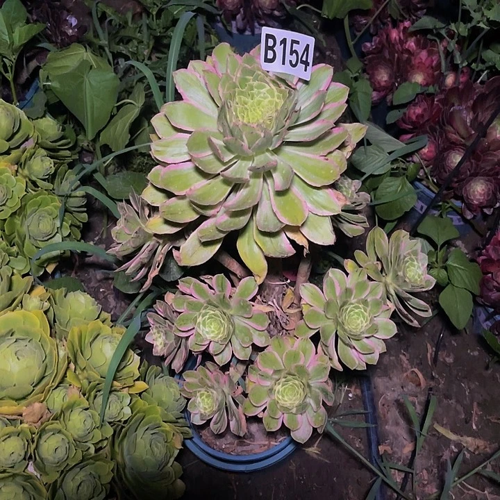 大叶法师13-12包邮