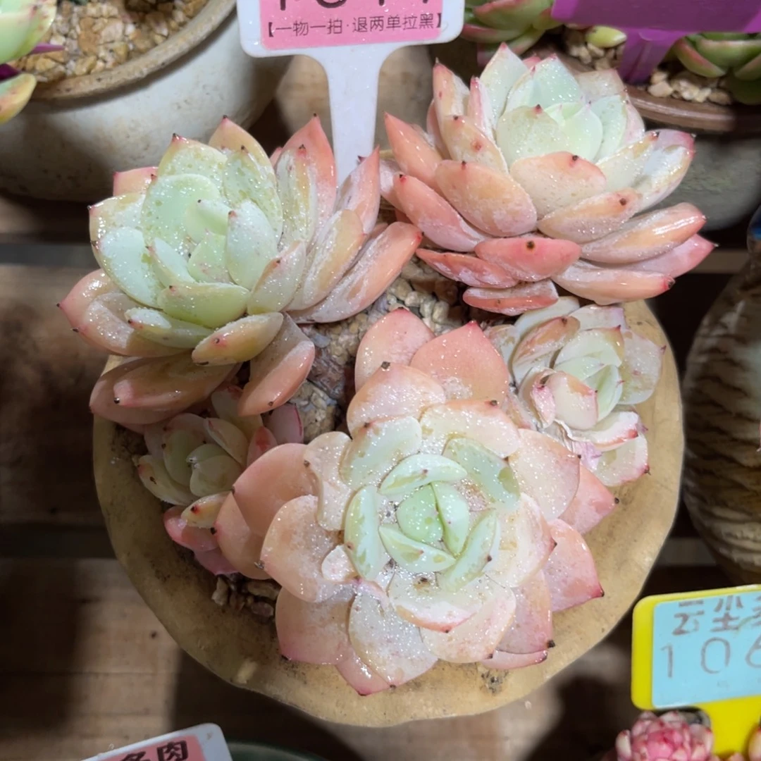 云尘多肉一物一拍不含盆1617