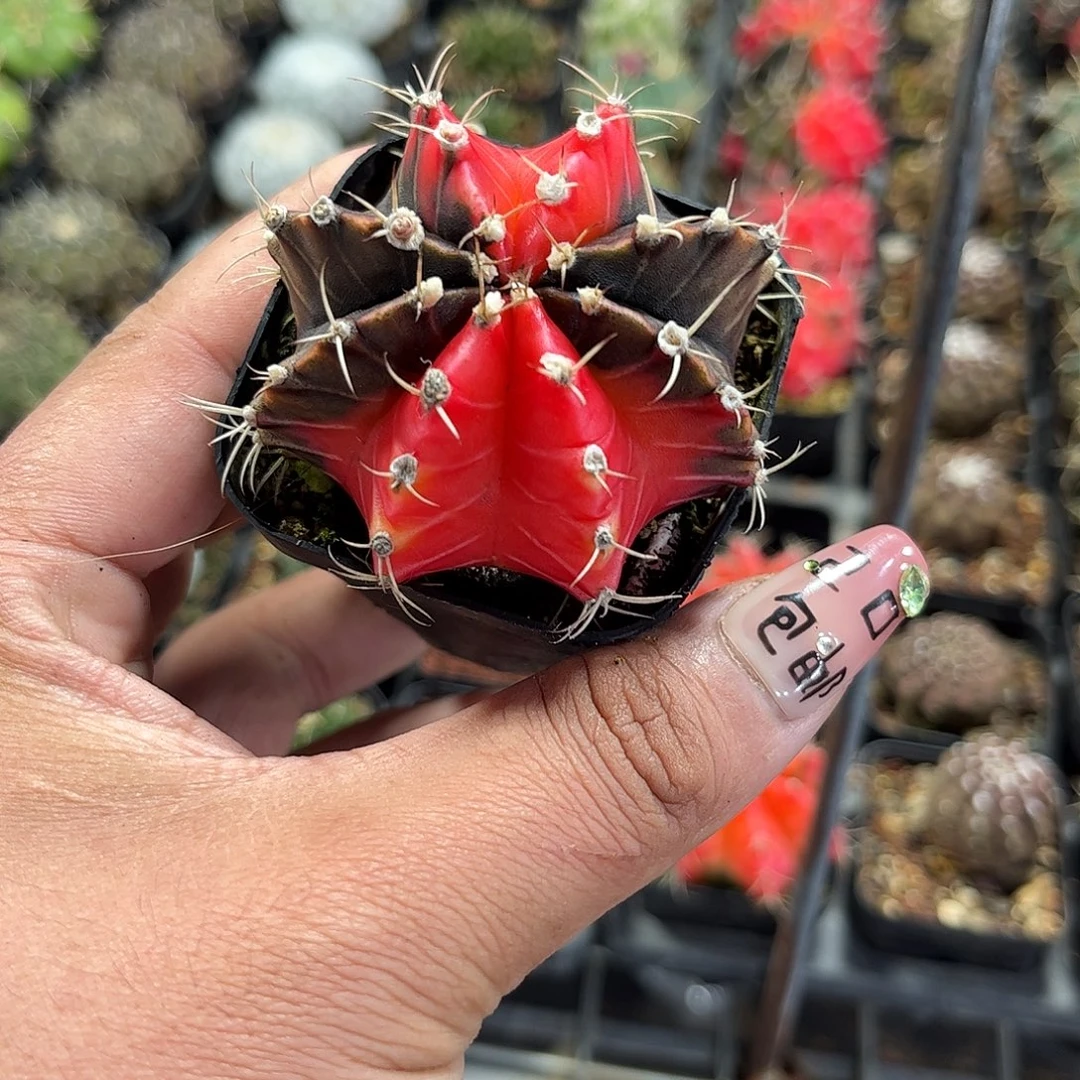 牡丹单头发货单头发