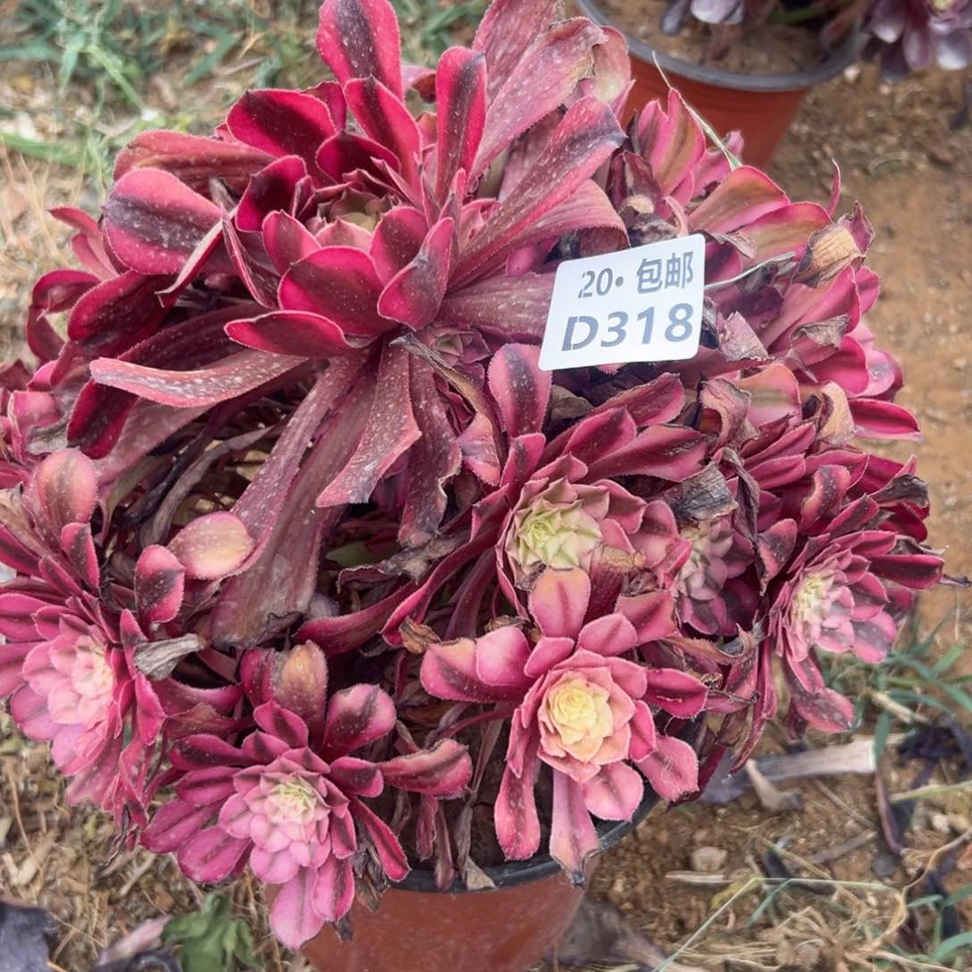 318红铜白，满20包邮，