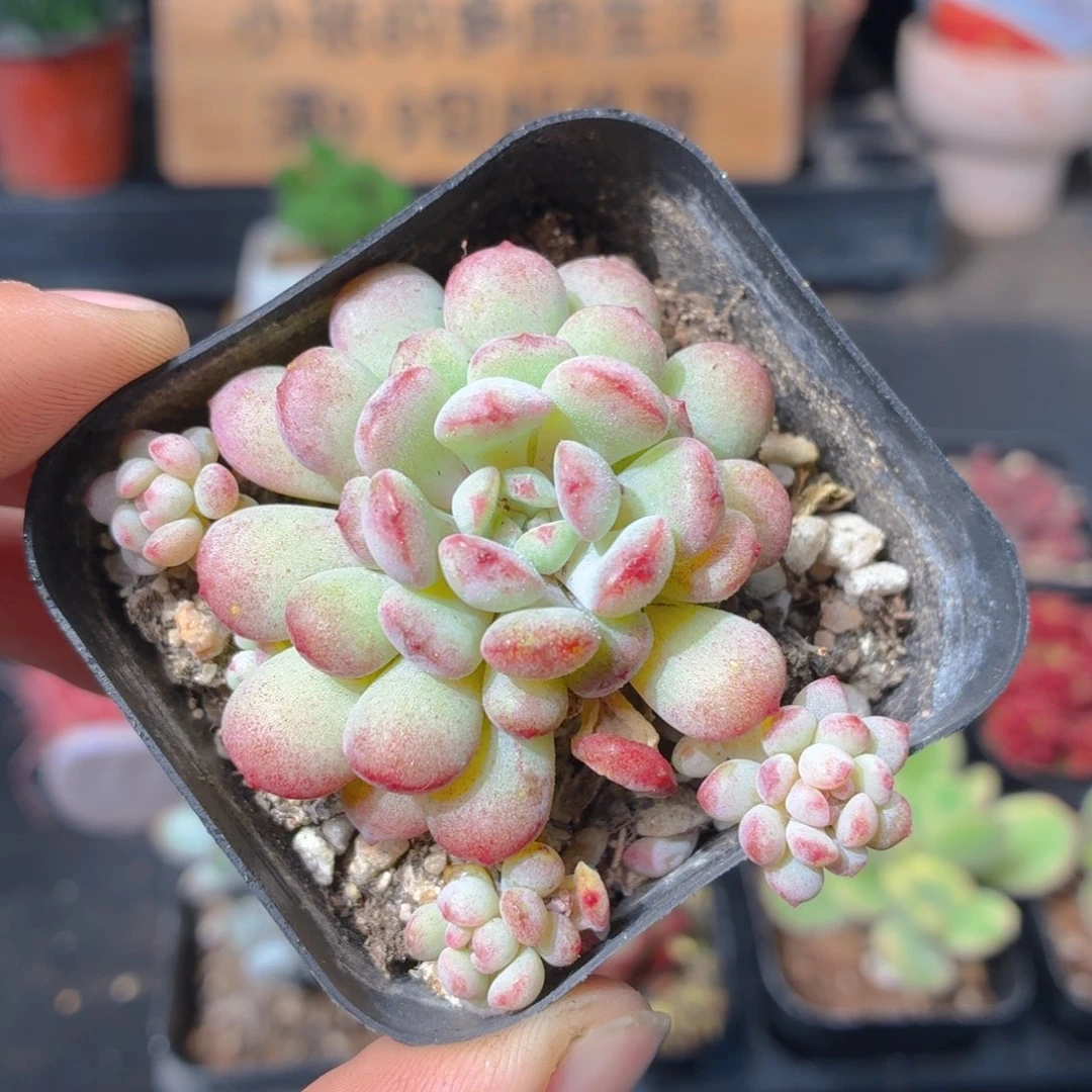 萌豆多肉9.9包邮发货