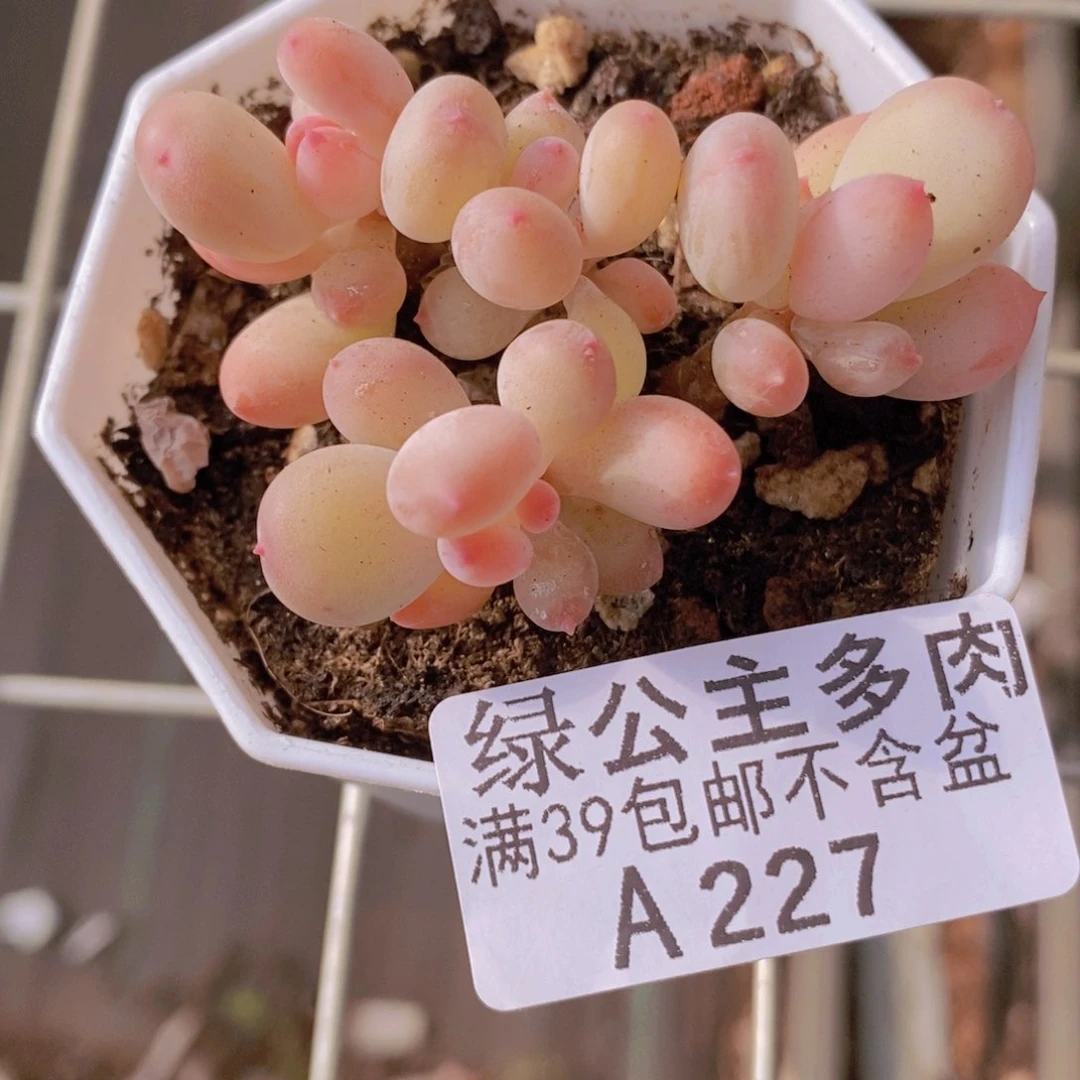 二代苹果奶6cm227多肉植物