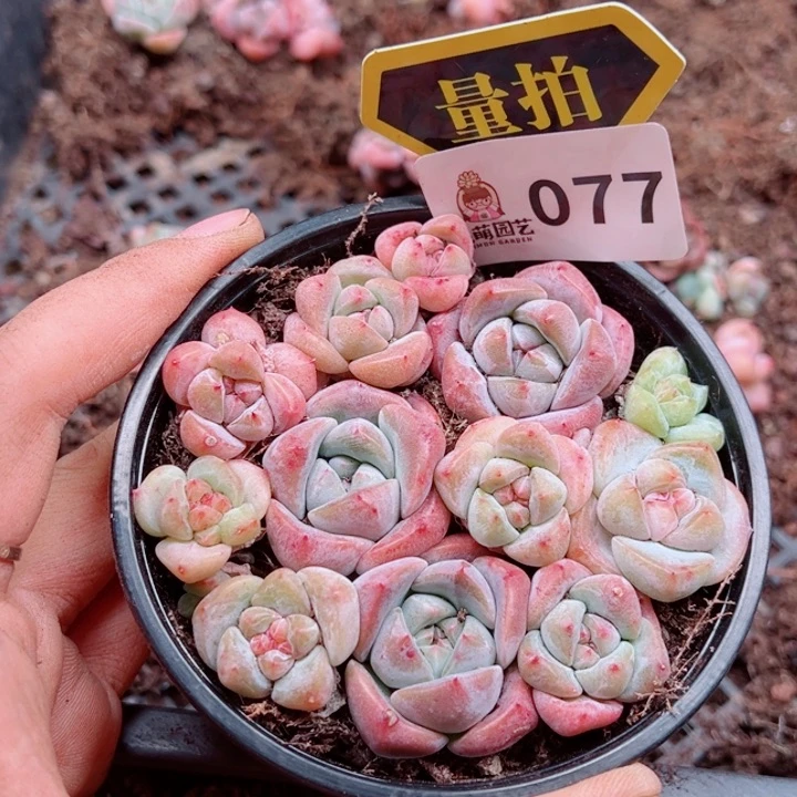 多肉植物多肉植物