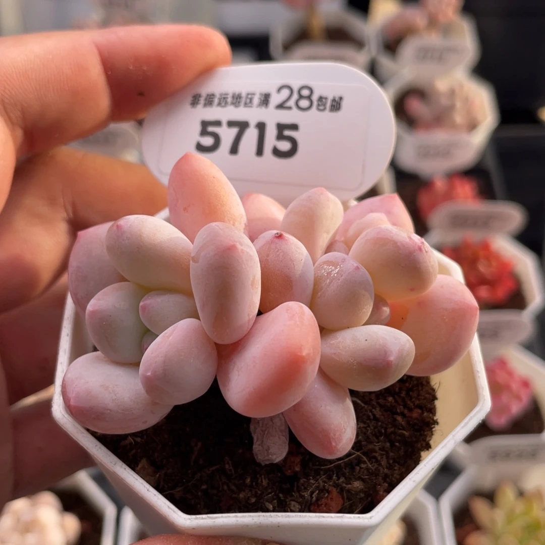 香水5715-6.5厘米