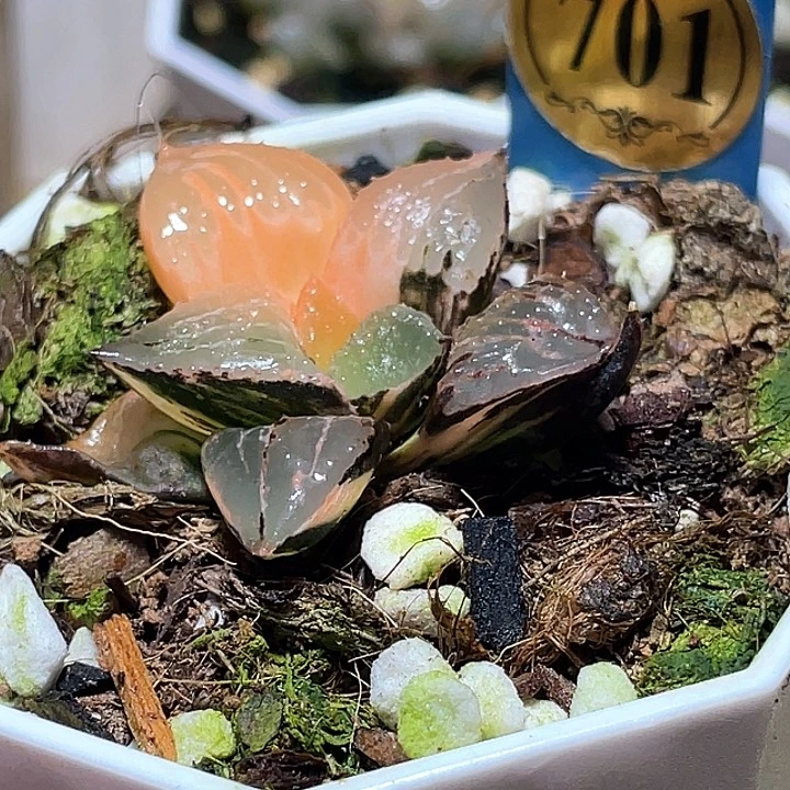 701酒吞錦一物一拍