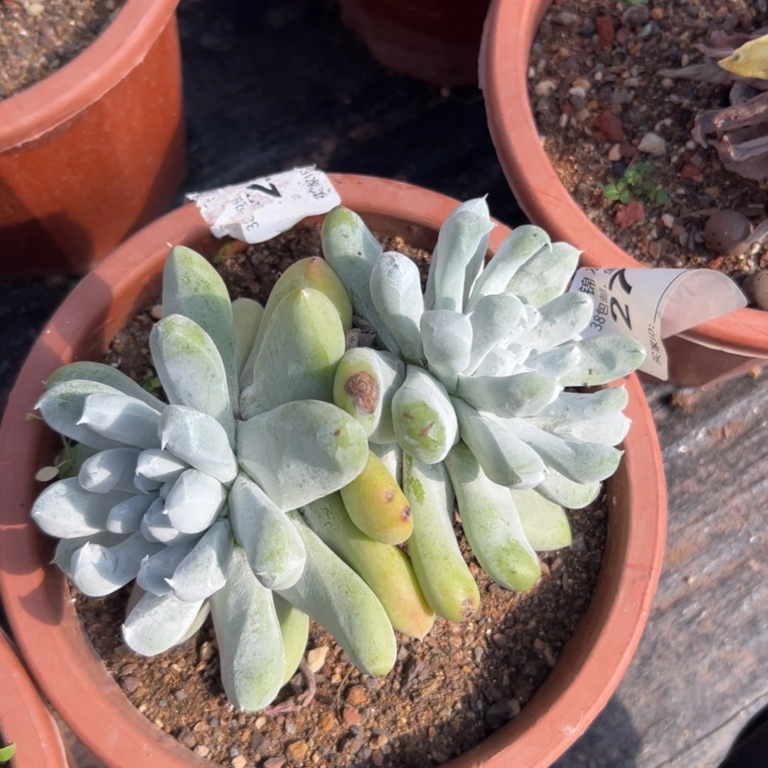 拇指仙女杯～一物一拍2772