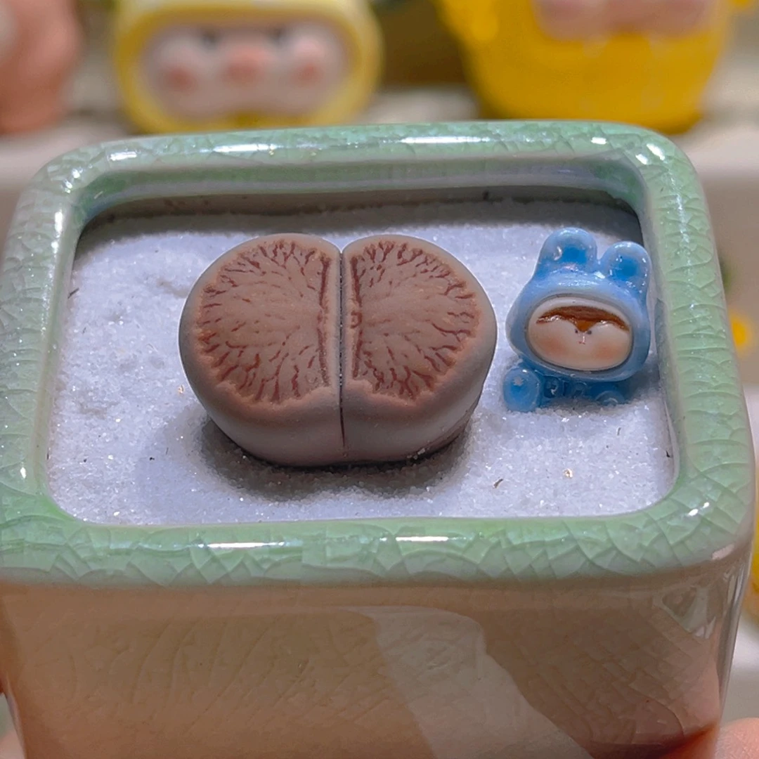 048高端多肉红窗菊锦2.5厘米带盆带土