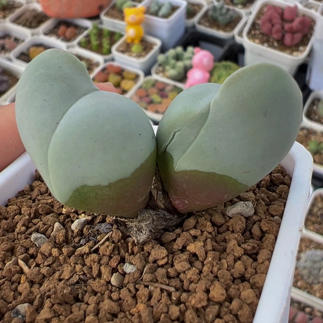 614多肉植物种类和