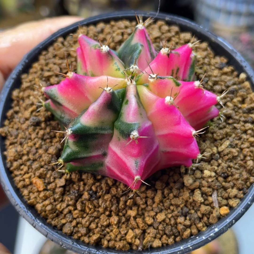 4.6公分 玫红 实生