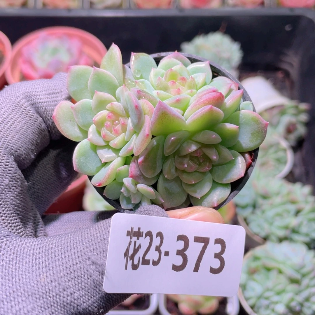 花利美23-373新品