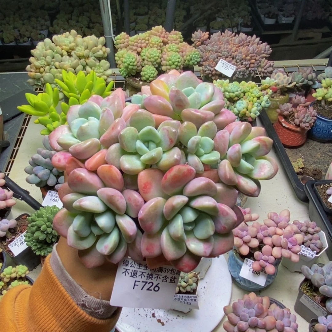 726花斑鹿多肉11cm