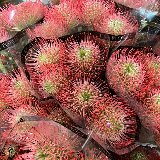 针垫花云南直发水培花卉室内家用插花束稀有花材空运包邮