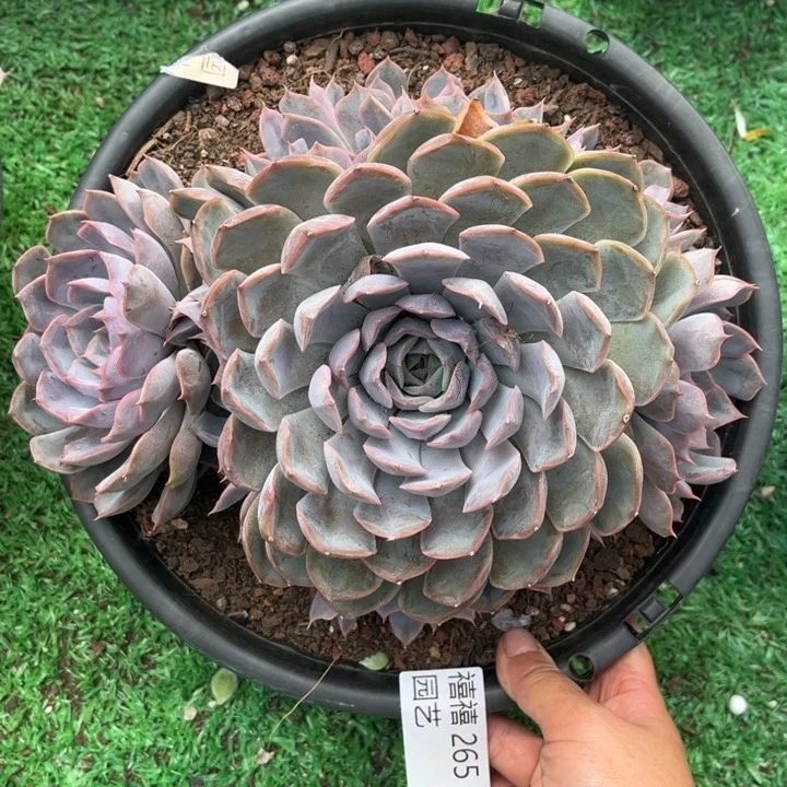 265菲欧娜多肉植物手捧