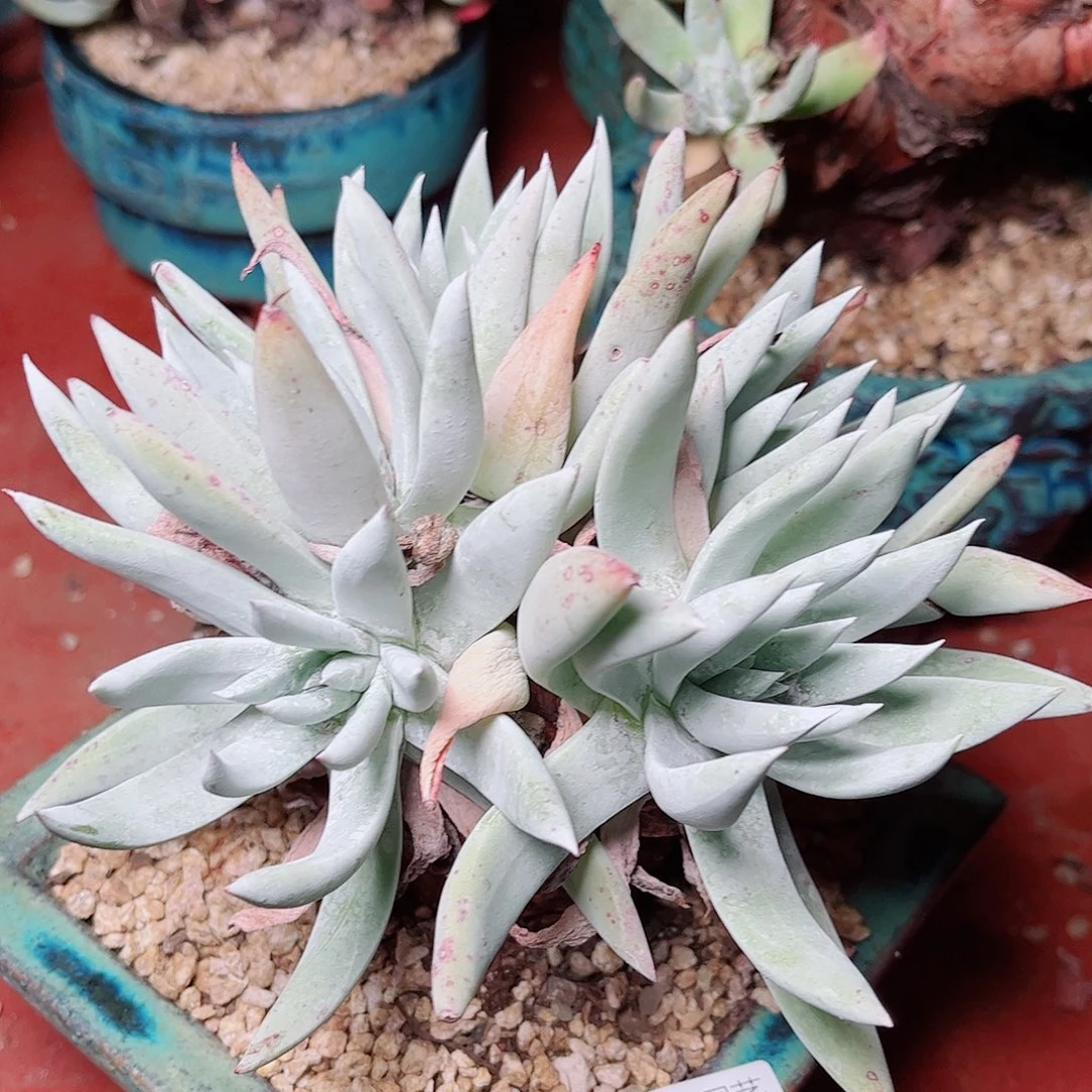 5739刘丹杂交多肉