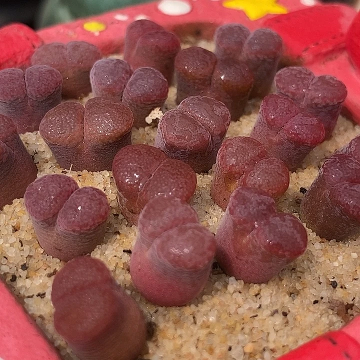 超级萝莉风铃一颗