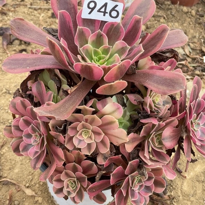 无花朵946对肉植物美杜莎