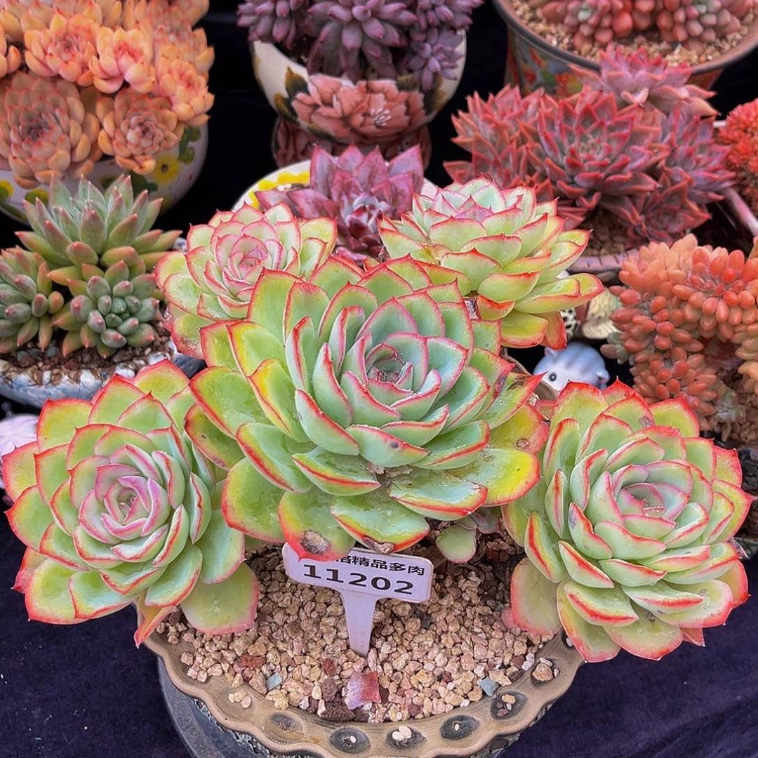 一物一拍111202晨露微瑕