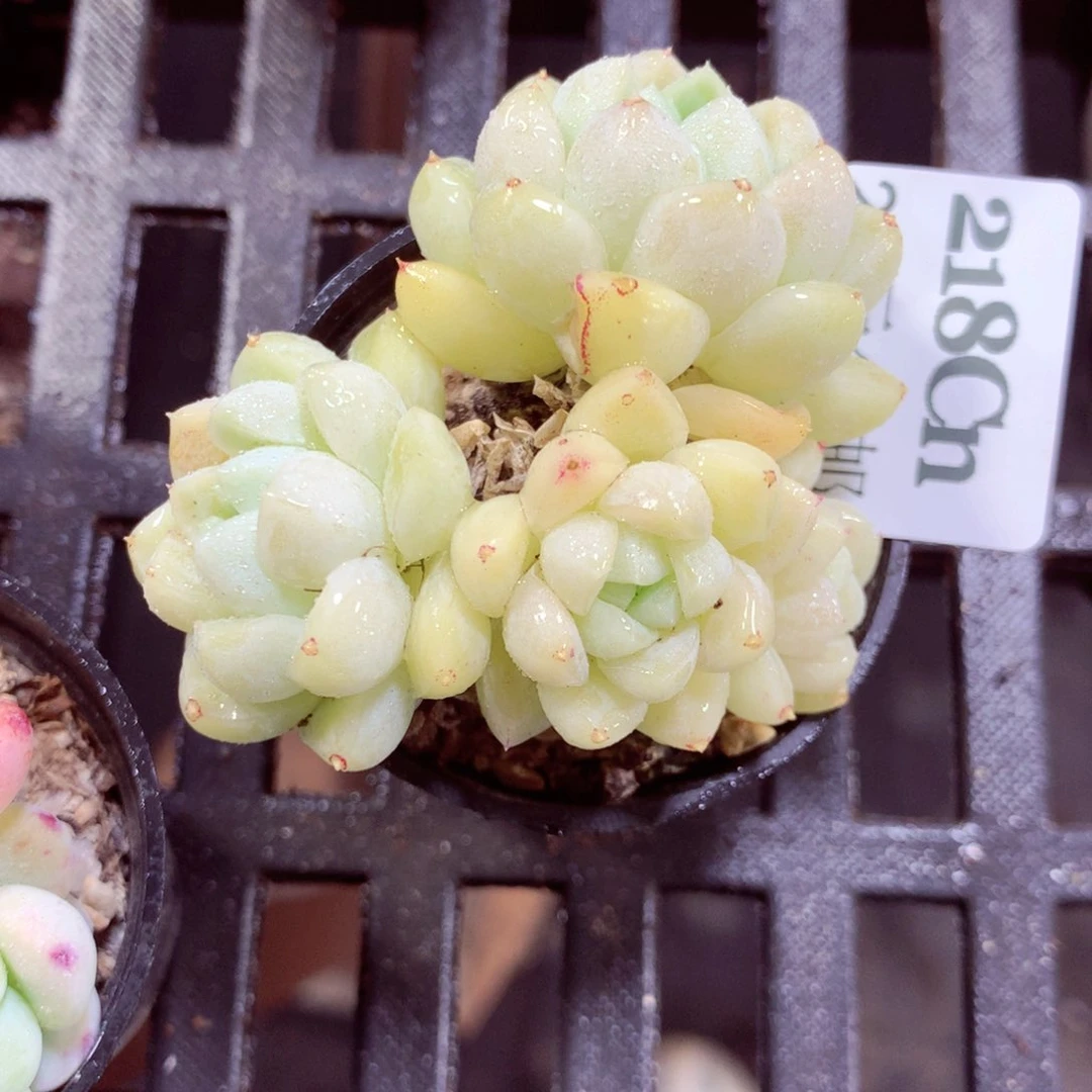 5厘米盆精控多肉218
