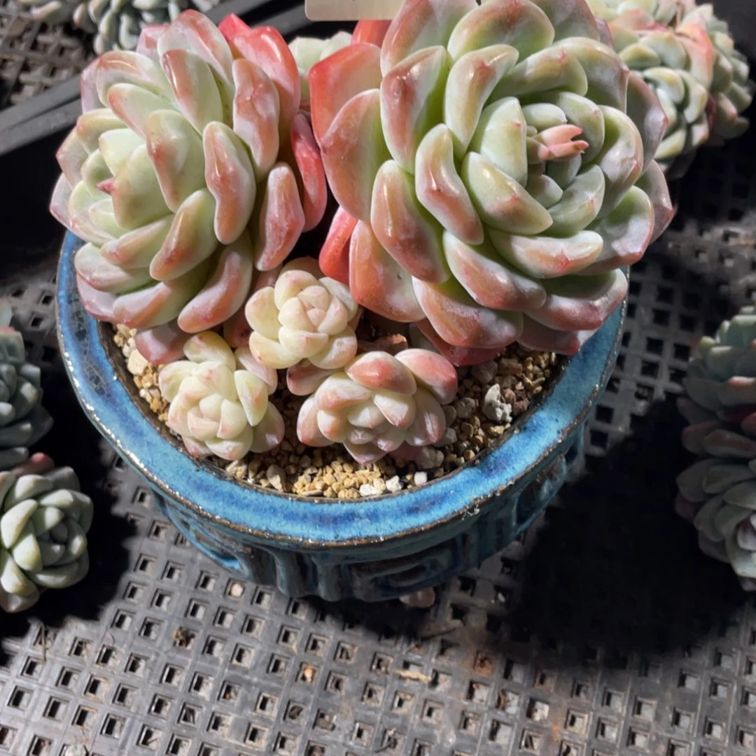 极个专拍冰玉老桩群生