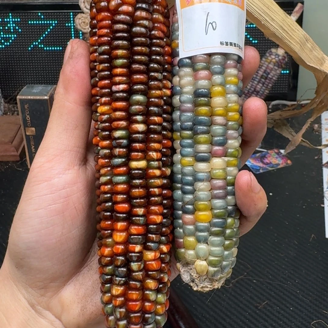 柏香籽/百香籽吊坠B*y