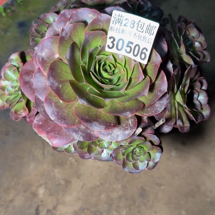 30506魅金玫瑰多肉