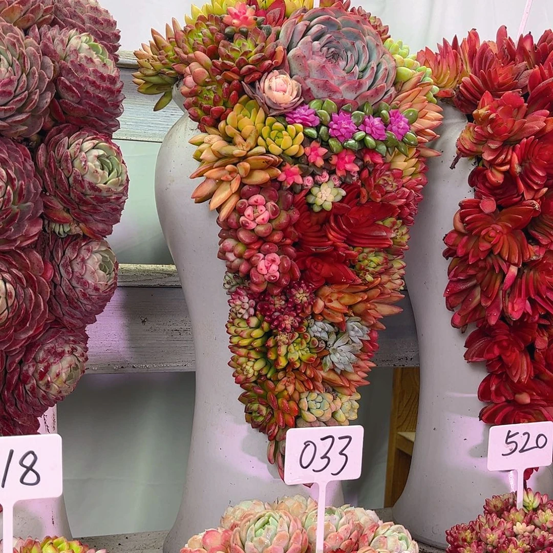 阳***光繁华多肉植物盆栽