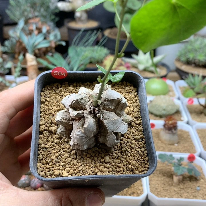 南非龟甲龙带盆福利594