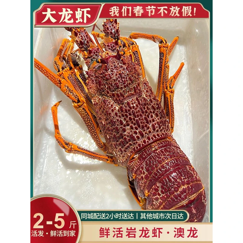 【顺丰空运】鲜活澳洲大龙虾1.5-9斤/只生猛海鲜鲜活发货包活到家