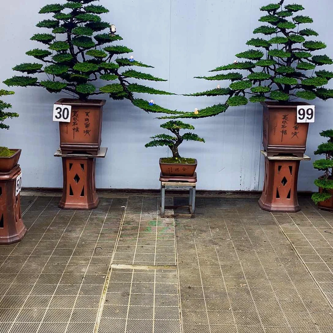 盆景盆景艺术罗汉松